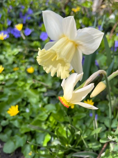 A1CEBE39-9168-484B-8884-11B97497A2EF - Narcise 2017 2023 24