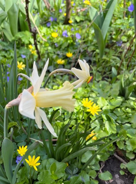 FECCD30D-A998-41F6-9C60-F1694F38E498 - Narcise 2017 2023 24