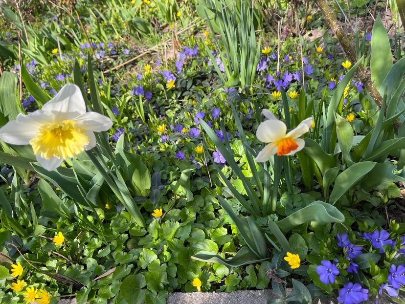 1E5A2979-F898-4EDD-A94C-5E5D58F6FE25 - Narcise 2017 2023 24