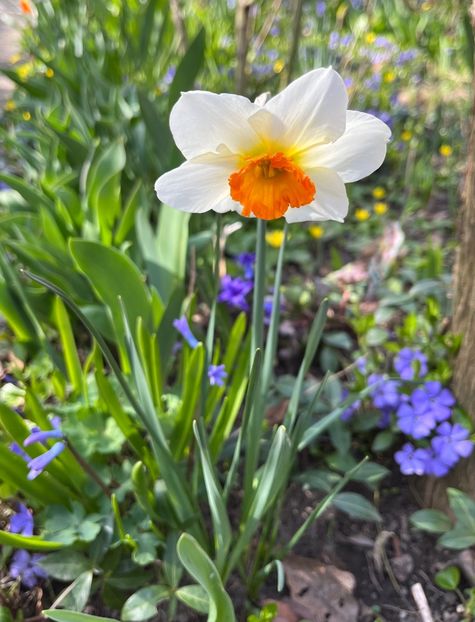 E236F684-7512-41F8-8074-2046F2E08A37 - Narcise 2017 2023 24