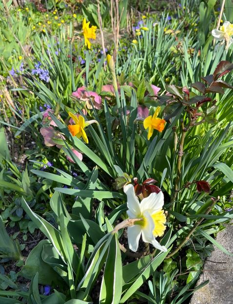 D78238EB-ABC1-41D1-9030-8A329E27ACAC - Narcise 2017 2023 24