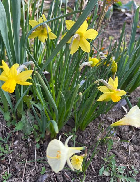 73ECF16E-6AAE-4154-A145-6A74944479AB - Narcise 2017 2023 24