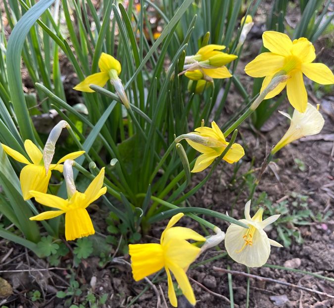 FC90320D-A088-4CDD-9621-EE0CE9F08096 - Narcise 2017 2023 24