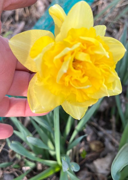 1E06F61D-EEC6-4574-BEC2-A5D467F26505 - Narcise 2017 2023 24