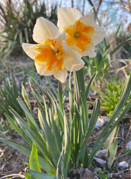 9EBD2F7F-5D94-42B5-875C-C746A19688BC - Narcise 2017 2023 24