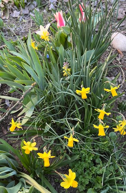 5593F8B2-E429-4A3E-BB04-59D88DEF1CA2 - Narcise 2017 2023 24