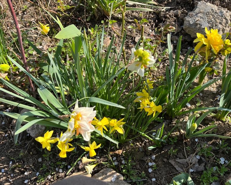 B15900BA-CC5C-4AED-95C4-9DB8B5E073BE - Narcise 2017 2023 24