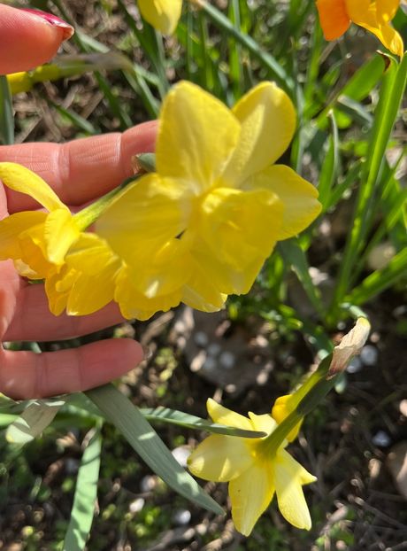 7D1C6B3C-5250-46BE-AE53-F5B8BBC44EAC - Narcise 2017 2023 24