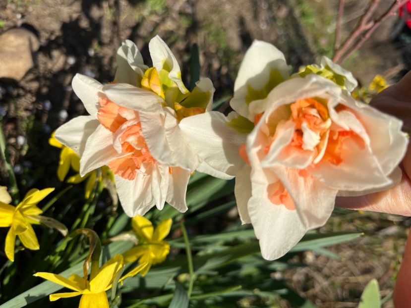 67873FF0-FCF3-4EF7-8A26-49A224B5B00E - Narcise 2017 2023 24