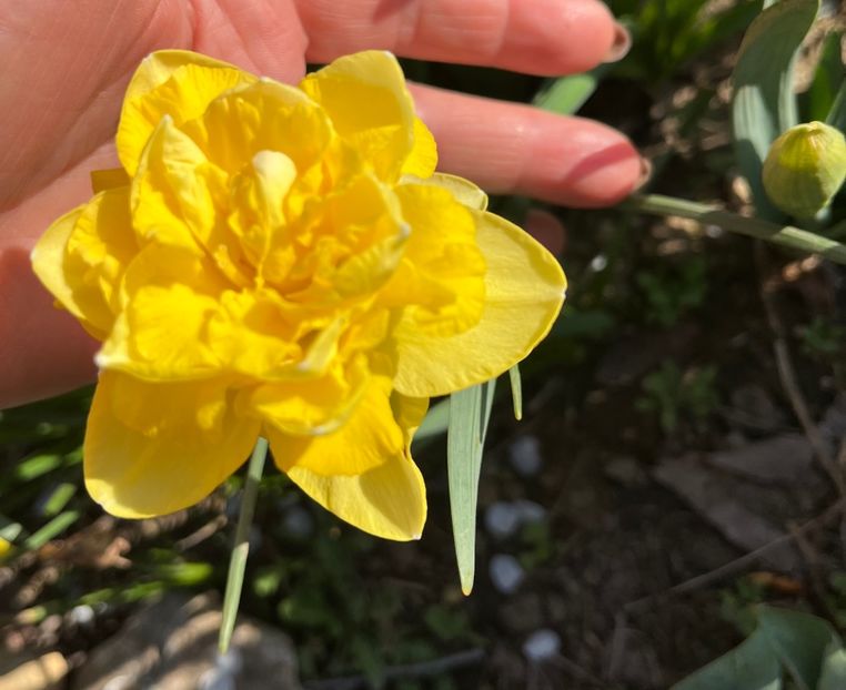 5D0A6962-8A5A-47A7-9306-DCACCA750AE8 - Narcise 2017 2023 24