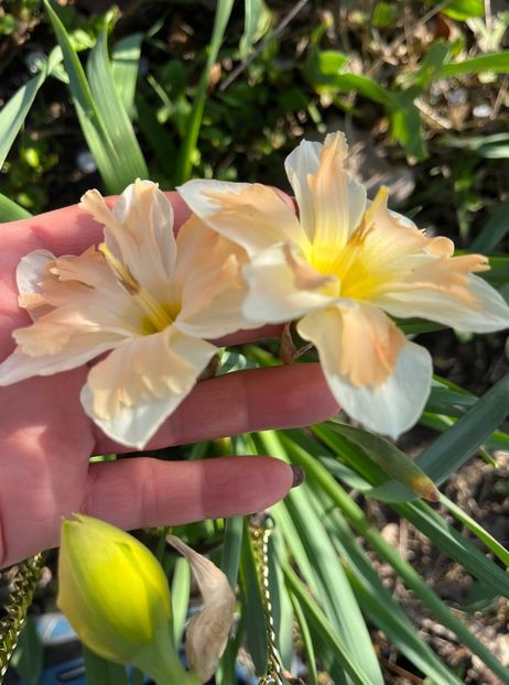 A8DAB3D4-7A2C-4EC0-9CAA-6ADB16DD9814 - Narcise 2017 2023 24