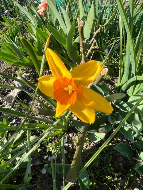 45444A61-00CE-417E-AC86-0F675C8D78A6 - Narcise 2017 2023 24