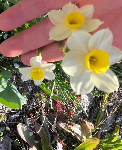 4958284D-D964-4D8A-9A7A-E6D8A37CEC76 - Narcise 2017 2023 24