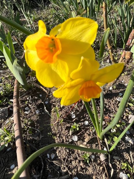 56C966BC-1CFB-4874-9DF2-B3645A62FDE7 - Narcise 2017 2023 24