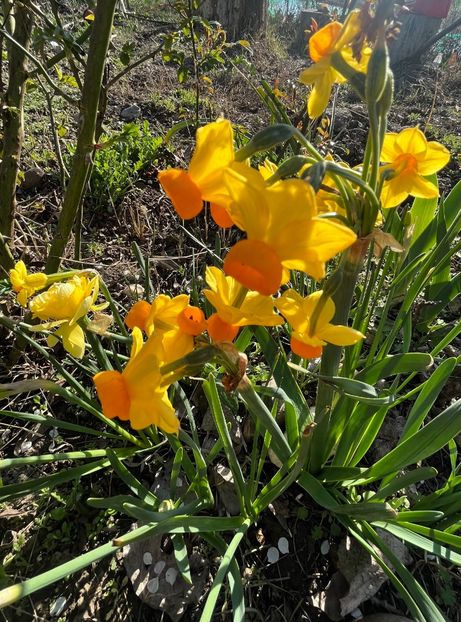 87690685-D18D-4601-AFF5-3CA3FE2BC6DD - Narcise 2017 2023 24