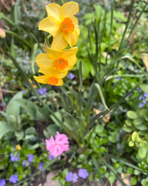 96382FA1-83D1-4043-B4F1-74E4D1400D6F - Narcise 2017 2023 24