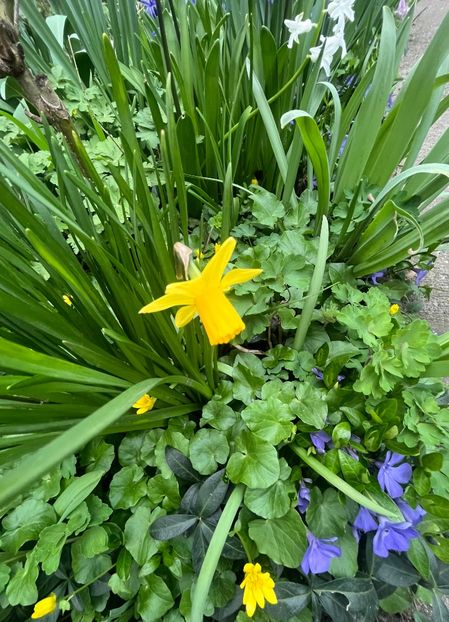 88A75547-3830-4CE6-9EFC-AAE34559F2DC - Narcise 2017 2023 24