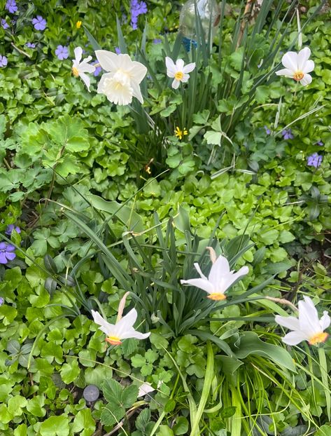 38E7976B-8493-4DCD-9E7B-24E9C94419C4 - Narcise 2017 2023 24