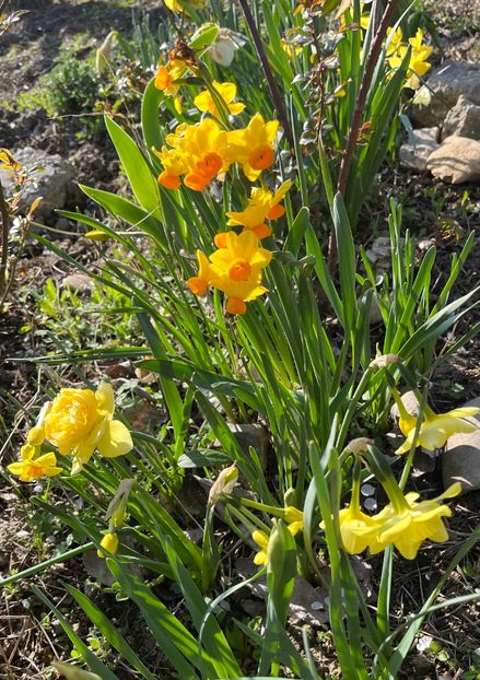 15A9E453-EFB3-4472-8872-E9FE942F4BA5 - Narcise 2017 2023 24