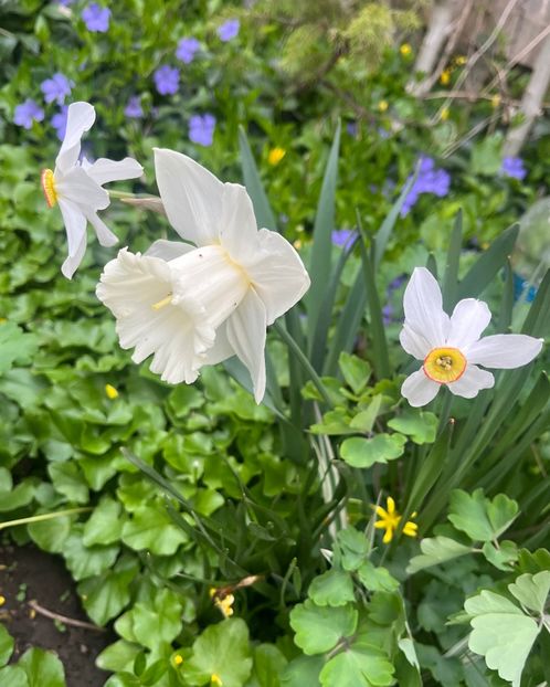 F5E62DBE-5E49-4920-BDB8-4C0870BEA13C - Narcise 2017 2023 24