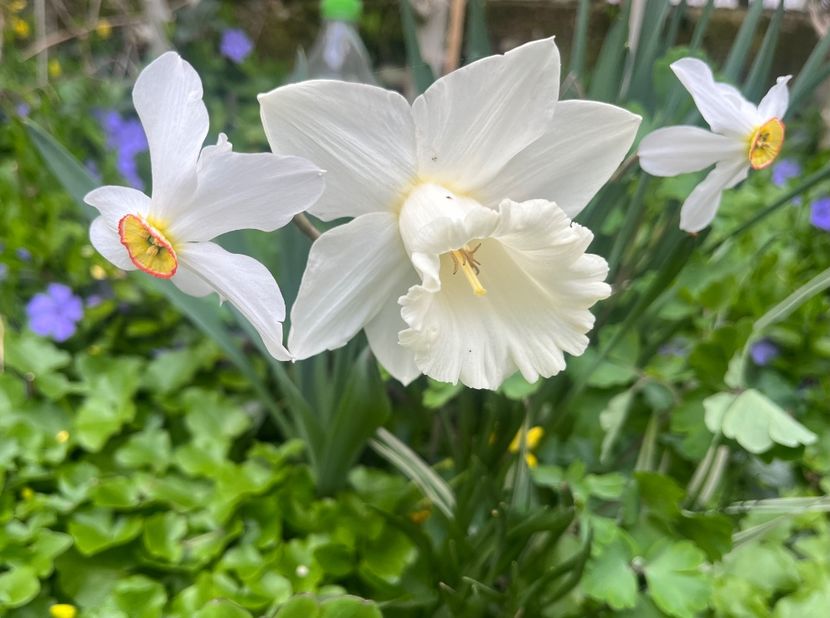 Mount Hood - Narcise 2017 2023 24