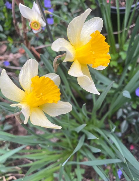 3A7584F0-0AE4-4283-AB22-E1733CCF8160 - Narcise 2017 2023 24