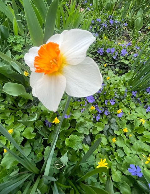 A7EEDA89-2E7C-4D80-BCD3-A6757554A4A8 - Narcise 2017 2023 24