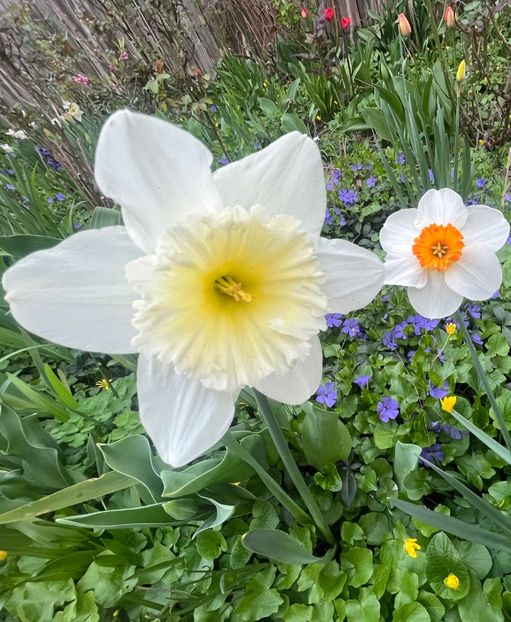 6D1DDEA8-89BB-4889-A561-99121DC2D3C9 - Narcise 2017 2023 24