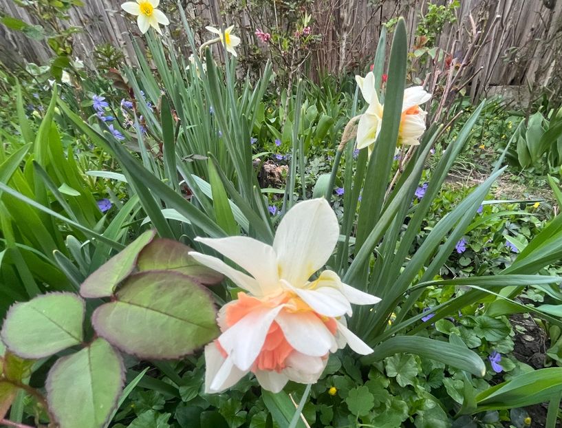 BAEC15DB-7791-49DF-8C4A-D33A981F8C4F - Narcise 2017 2023 24