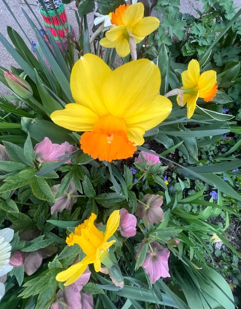 0046FCCF-873B-488E-BD9A-7ABA68C02991 - Narcise 2017 2023 24