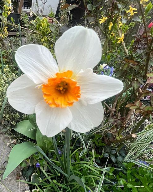 F966E37C-C49D-45A3-9B2A-83785A8824B6 - Narcise 2017 2023 24