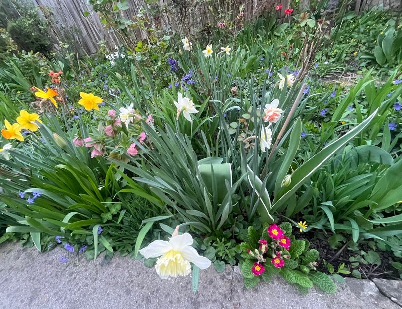 FB90BCFF-C2DA-4A26-8983-BF33AC6B8CF2 - Narcise 2017 2023 24