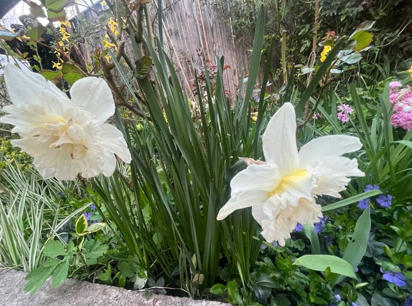 10EA1BAF-3642-4503-A0EB-0410D6986A24 - Narcise 2017 2023 24