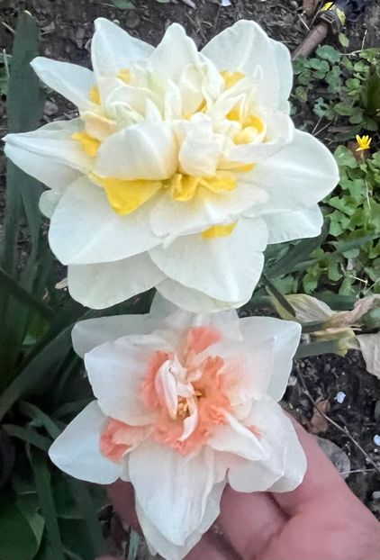 4A614C4E-A96B-4478-B857-B1E4CB6F89A4 - Narcise 2017 2023 24