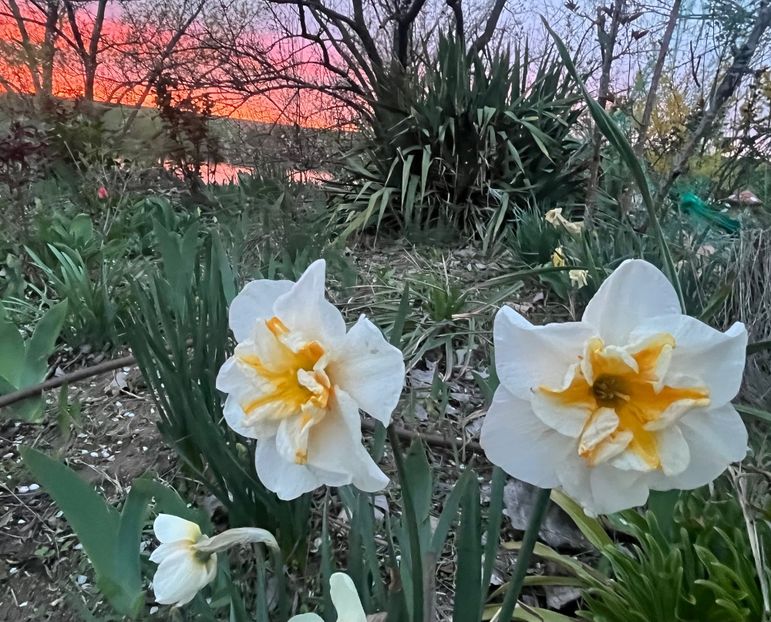 4DC8CA80-CB08-4873-8B2B-82CDED3E033B - Narcise 2017 2023 24