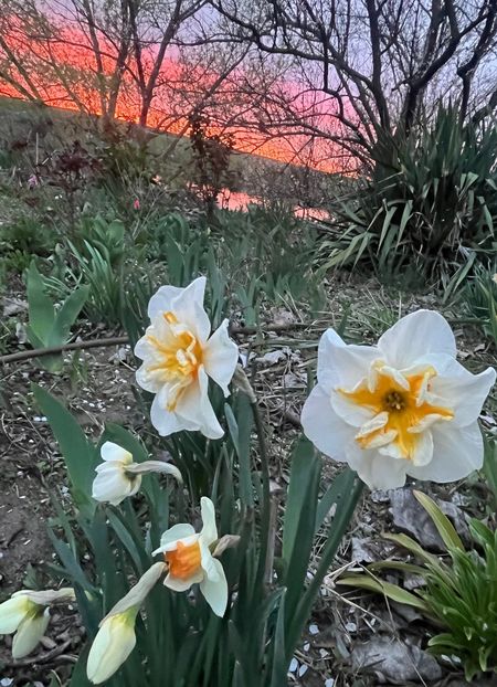 7E97FF31-9508-4EE5-A0FF-7D7F33F601EB - Narcise 2017 2023 24