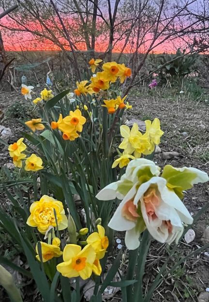 280239A6-661E-4C89-A79B-E6C2F13F7ACD - Narcise 2017 2023 24