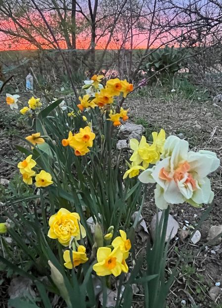 865A67CA-6696-4D58-938E-7F1963C9F537 - Narcise 2017 2023 24