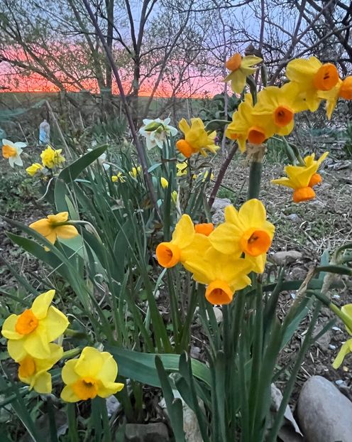 0F2E297F-AA75-401A-8D01-9D748F9C1F35 - Narcise 2017 2023 24