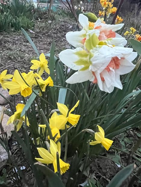 E2E38257-2CA3-4BFA-BFF3-BD6CB4B5C828 - Narcise 2017 2023 24