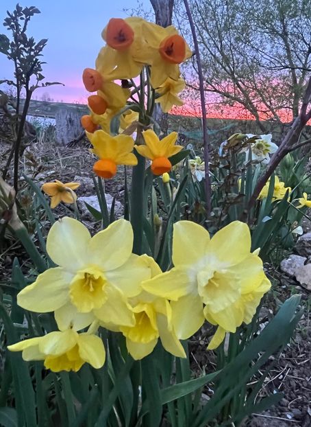 03E0572A-F2BF-4F11-BF57-EA373F7C0E30 - Narcise 2017 2023 24