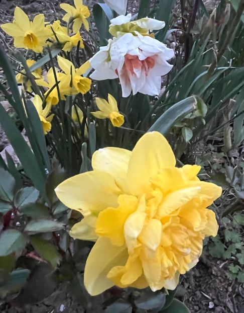 DF13A6F2-2182-43B0-9D9E-9250800F2C5D - Narcise 2017 2023 24