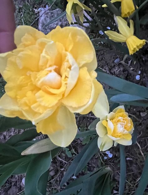 A9A4AA93-7E41-440F-9C71-D0F7AA6BCB7B - Narcise 2017 2023 24