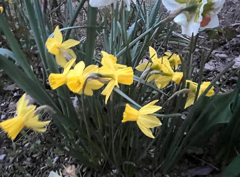 DC8AE328-9B63-4080-9473-EDE6C6BB0F5A - Narcise 2017 2023 24