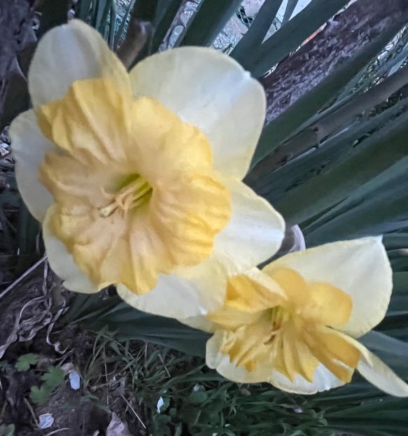 CEE7ED96-1775-4E3D-83D4-1FBFEF543AC7 - Narcise 2017 2023 24