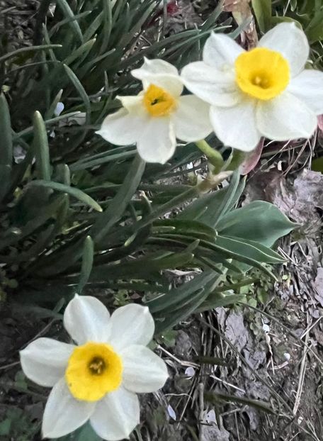 1B25FDBE-EEF4-420E-84A5-01A85E737FBA - Narcise 2017 2023 24