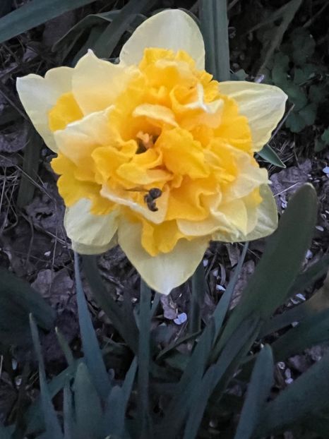 231E1BD2-A9AF-4028-8EAB-4B94CC462481 - Narcise 2017 2023 24