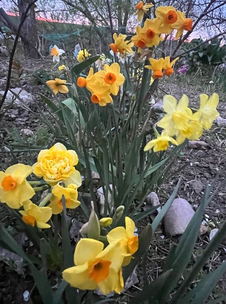 8440A57B-554A-49C1-A08F-1251150A9951 - Narcise 2017 2023 24