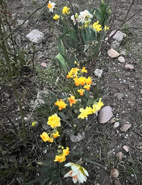 71C9A92D-149A-4368-A9D8-C8D757CECA35 - Narcise 2017 2023 24