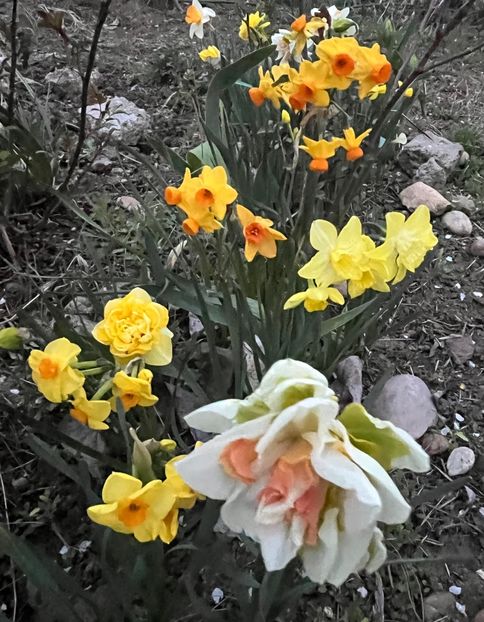 C070560D-5FDF-44D9-8B6B-AEE2142CA521 - Narcise 2017 2023 24